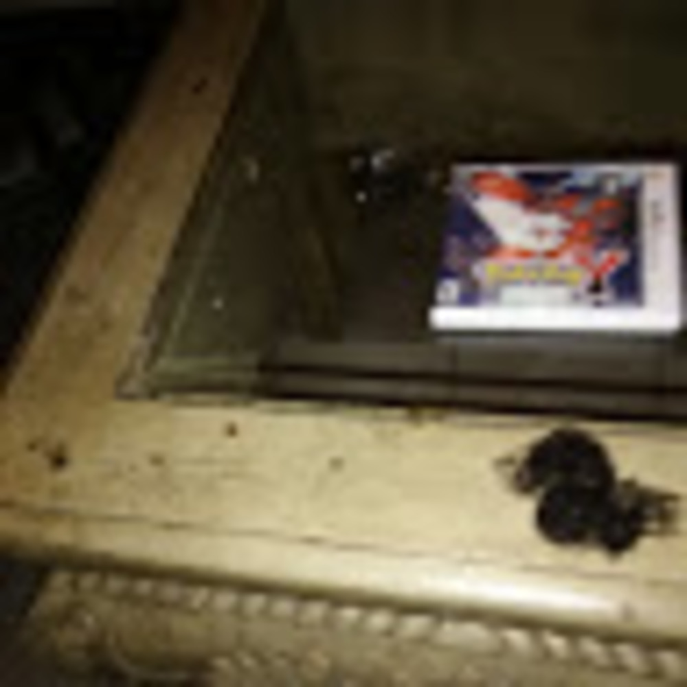 Meet your Posher, Thomas